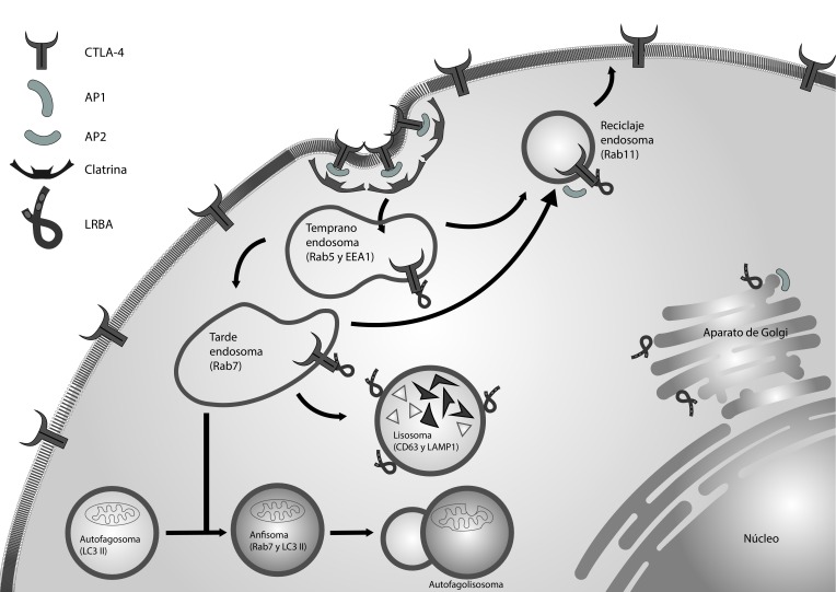 LRBA en la regulación del tráfico vesicular.CTLA-4 es un receptor situado en la membrana de los linfocitos T activados. Este receptor es internalizado en vesículas recubiertas de clatrina mediante su interacción con AP2. LRBA regula el reciclaje de CTLA-4 desde los endosomas a la membrana celular, impidiendo su degradación en los compartimentos lisosomales. Los procesos de autofagia también necesitan de las vesículas endocíticas. LRBA se encuentra ubicado en estas vesículas y podría interaccionar con moléculas aún no identificadas para facilitar la fusión entre el autofagosoma y el endosoma tardío.