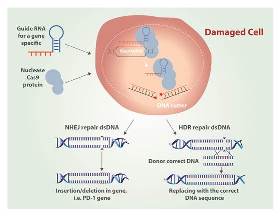 Tumor cells can inhibit body´s immune response by binding to proteins, such as PD-1, on the surface of T cells. CRISPR-Cas9 technology that turn off PD-1 gene reactivate the immune response.