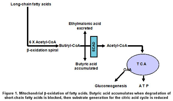 acyl coa dehydrogenase deficiency