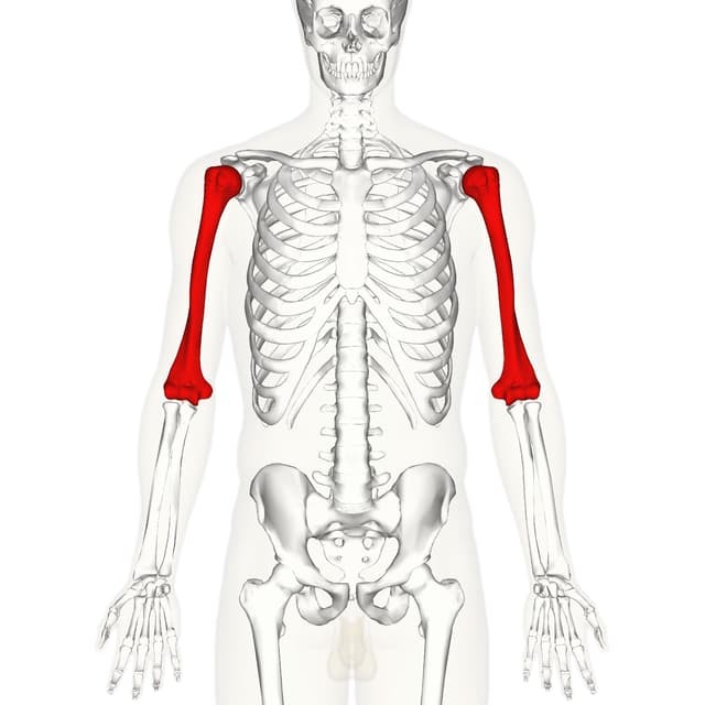 https://commons.wikimedia.org/wiki/File:Humerus_-_anterior_view.png